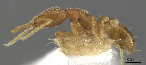 Strumigenys dyseides specimen