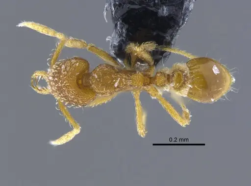 Strumigenys dyseides - CBUMAGENT41685