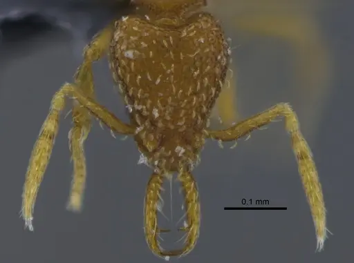 Strumigenys dyseides - CBUMAGENT41685