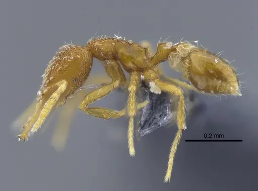 Strumigenys dyseides - CBUMAGENT41685