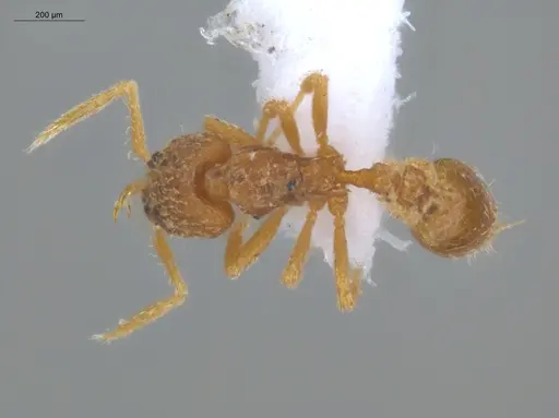 Strumigenys dyseides - ECOFOG-IT14-0786-67