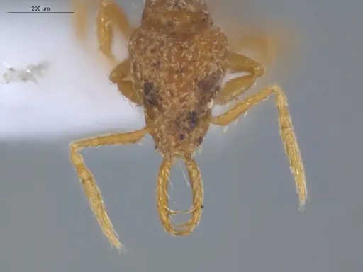 Strumigenys dyseides - ECOFOG-IT14-0786-67