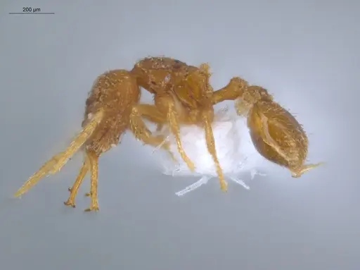 Strumigenys dyseides - ECOFOG-IT14-0786-67