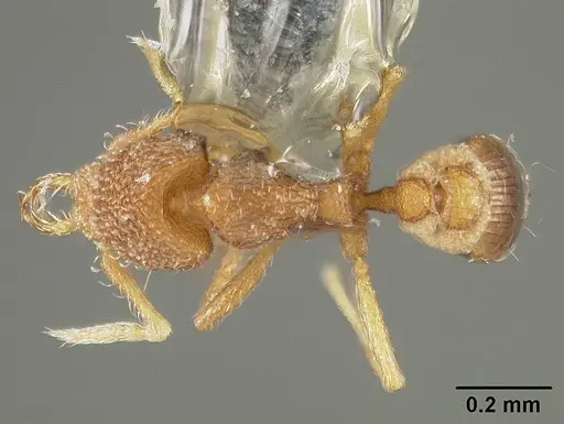 Strumigenys dyseides - USNMENT00441509