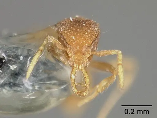 Strumigenys dyseides - USNMENT00441509