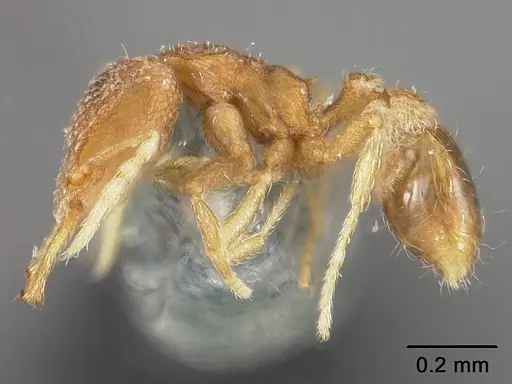 Strumigenys dyseides - USNMENT00441509