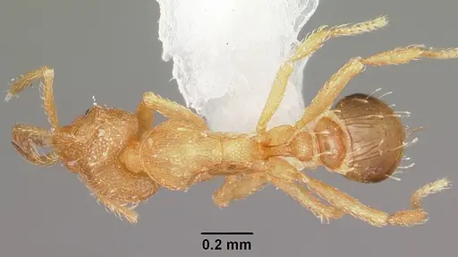 Strumigenys dyshaula specimen
