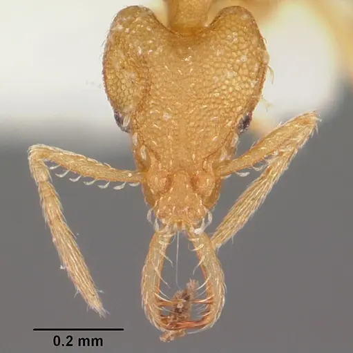 Strumigenys dyshaula specimen