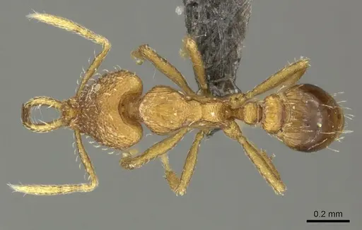 Strumigenys dyshaula - CASENT0235716