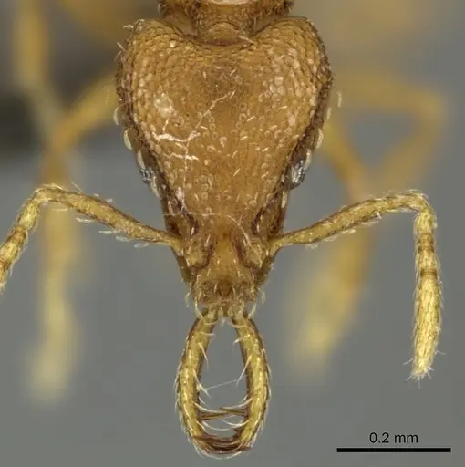 Strumigenys dyshaula - CASENT0235716