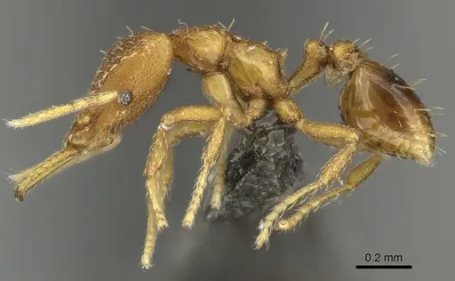 Strumigenys dyshaula - CASENT0235716