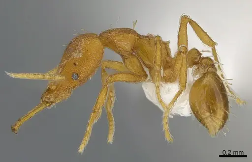 Strumigenys dyshaula - CASENT0763694