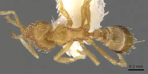 Strumigenys dyshaula - CASENT0900605