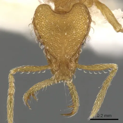 Strumigenys dyshaula - CASENT0900605