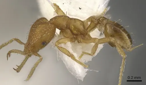 Strumigenys dyshaula - CASENT0900605