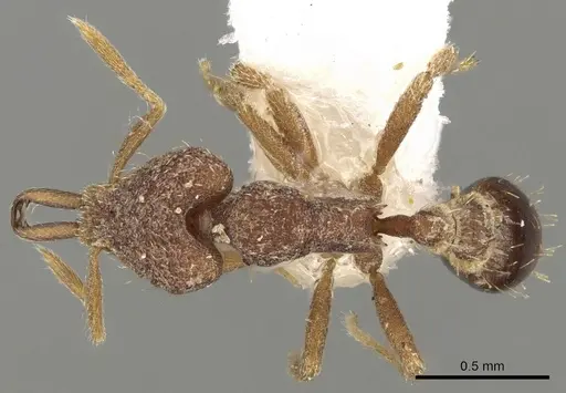 Strumigenys ebbae specimen