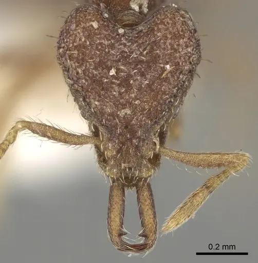 Strumigenys ebbae specimen