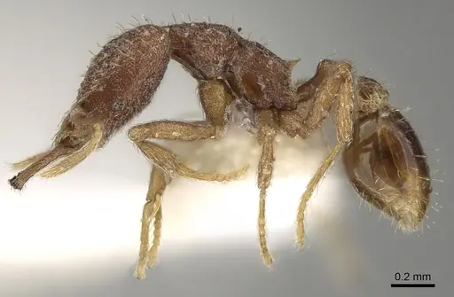 Strumigenys ebbae specimen