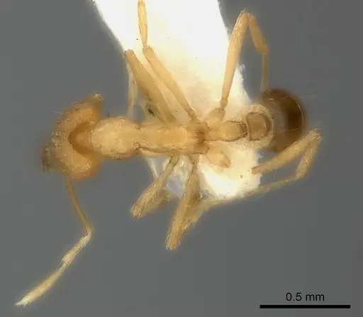 Strumigenys ecliptacoca specimen