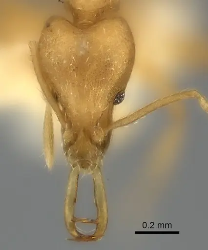 Strumigenys ecliptacoca specimen