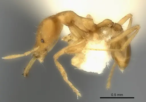 Strumigenys ecliptacoca specimen