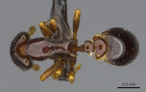 Strumigenys economoi specimen