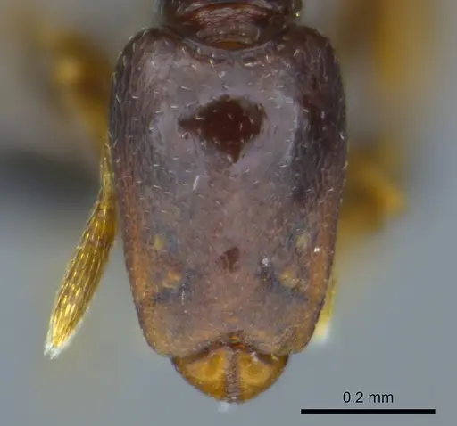 Strumigenys economoi specimen