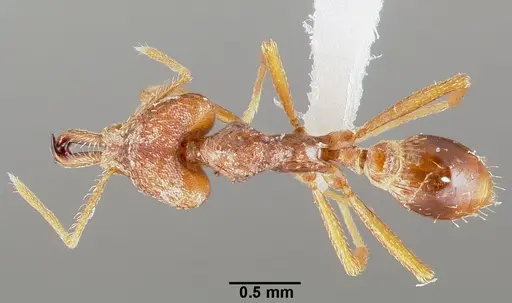 Strumigenys ection specimen