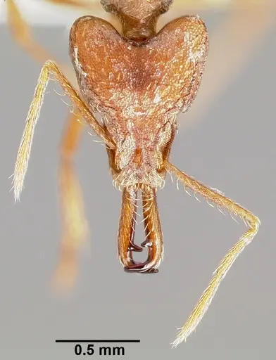 Strumigenys ection specimen