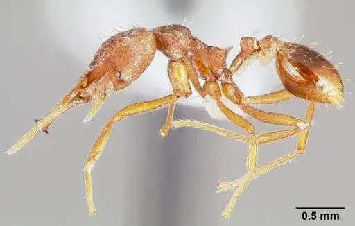 Strumigenys ection specimen