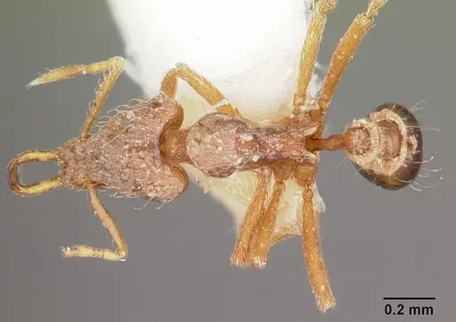 Strumigenys edaragona specimen