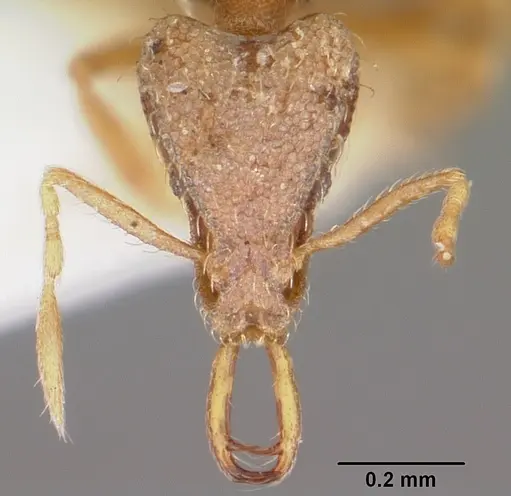 Strumigenys edaragona specimen