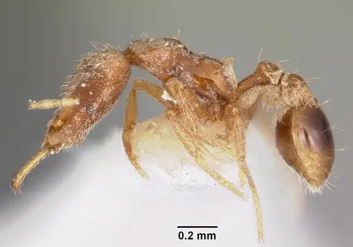 Strumigenys edaragona specimen