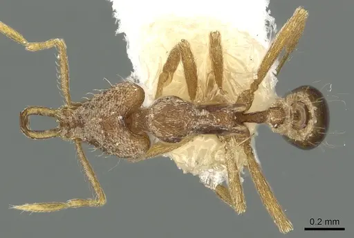 Strumigenys edaragona - CASENT0900826