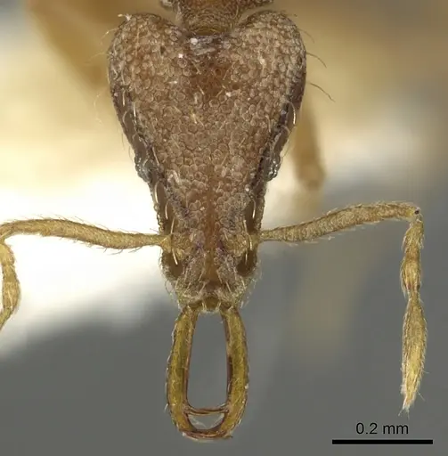 Strumigenys edaragona - CASENT0900826