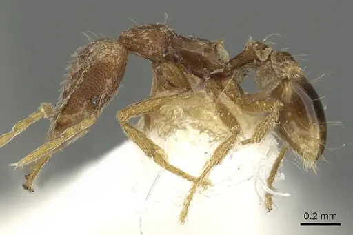 Strumigenys edaragona - CASENT0900826