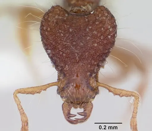 Strumigenys eidechthes specimen