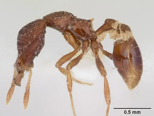 Strumigenys eidechthes specimen