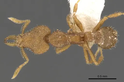 Strumigenys elapoma specimen