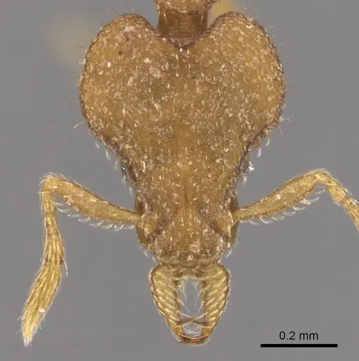 Strumigenys elapoma specimen