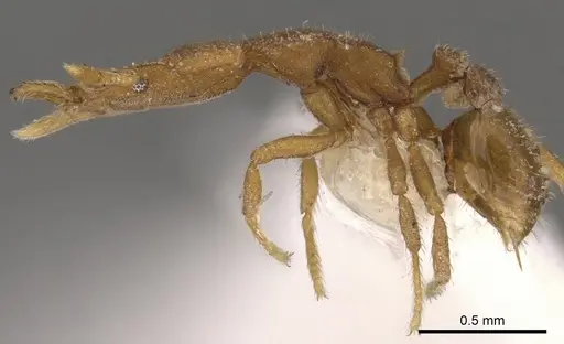 Strumigenys elapoma specimen