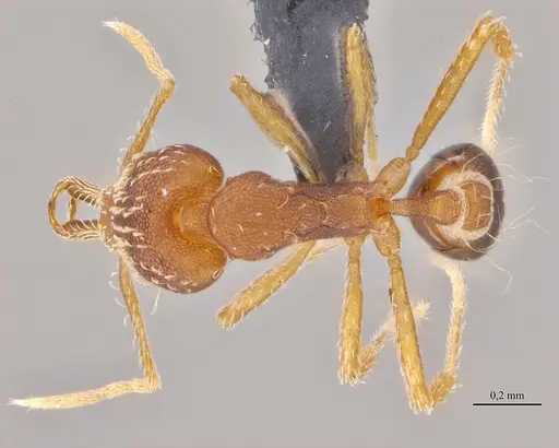 Strumigenys elongata specimen