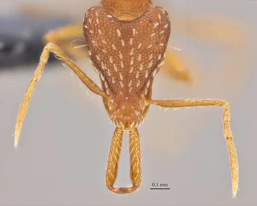 Strumigenys elongata specimen