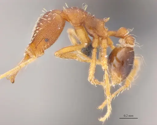 Strumigenys elongata specimen