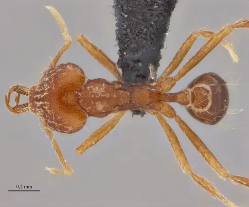 Strumigenys elongata - ANTWEB1038937