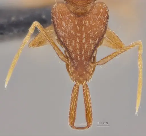 Strumigenys elongata - ANTWEB1038937