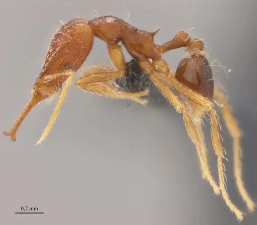 Strumigenys elongata - ANTWEB1038937
