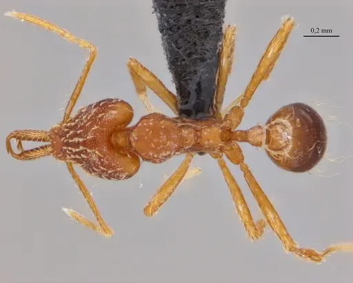 Strumigenys elongata - ANTWEB1038981