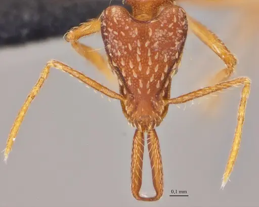 Strumigenys elongata - ANTWEB1038981