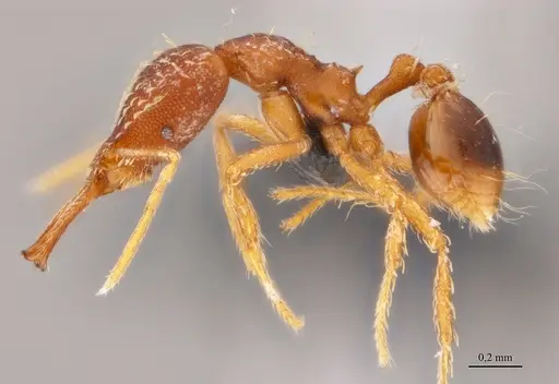 Strumigenys elongata - ANTWEB1038981